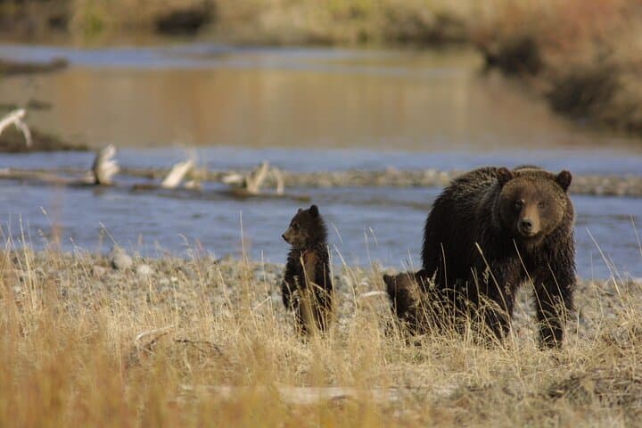 Exploring Yellowstone's Lamar Valley: A Full Day Wildlife Tour from Northeast Entrance photo 2