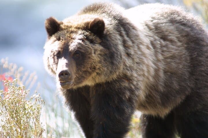 Exploring Yellowstone's Lamar Valley: A Full Day Wildlife Tour from Northeast Entrance photo 3
