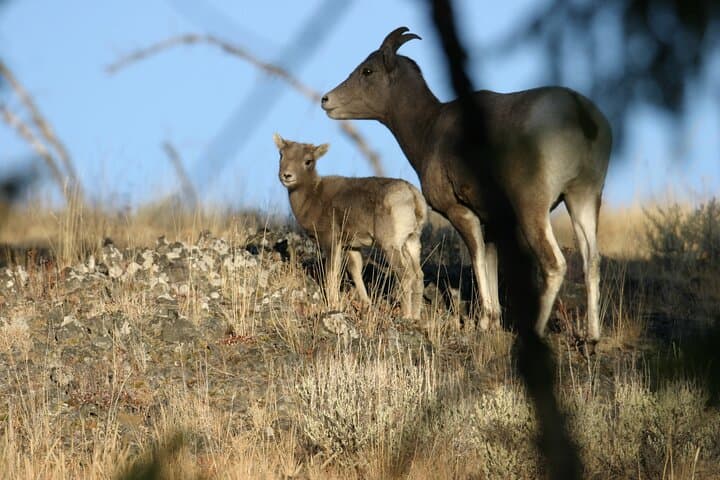 Exploring Yellowstone's Lamar Valley: A Full Day Wildlife Tour from Northeast Entrance photo 4