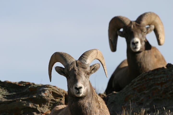 Exploring Yellowstone's Lamar Valley: A Full Day Wildlife Tour from Northeast Entrance photo 5