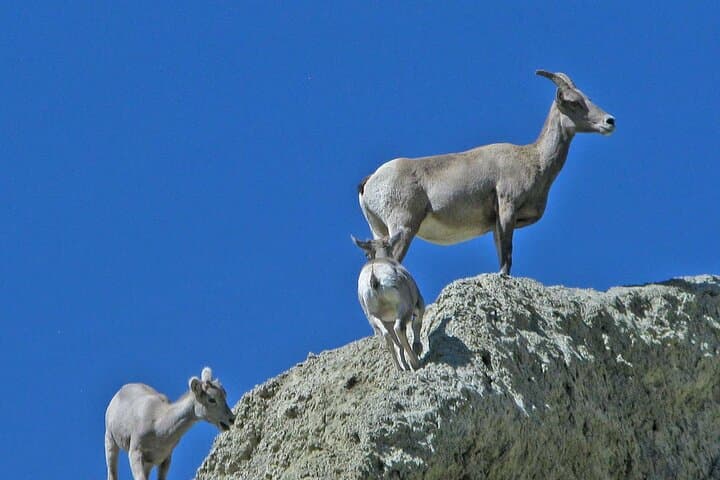 Exploring Yellowstone's Lamar Valley: A Full Day Wildlife Tour from Northeast Entrance photo 6
