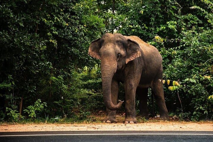 8-Day Private Sri Lanka: Sigiriya, Tea Country, Wildlife & Southern Beaches photo 4