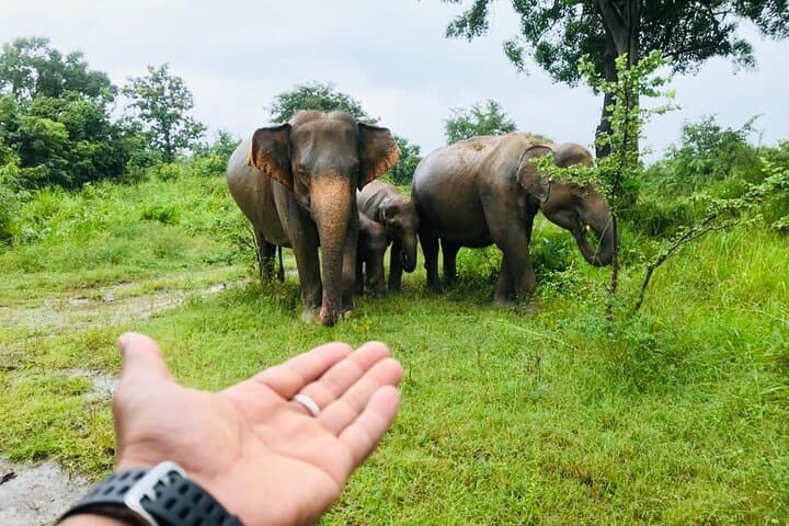 8-Day Private Sri Lanka: Sigiriya, Tea Country, Wildlife & Southern Beaches photo 6