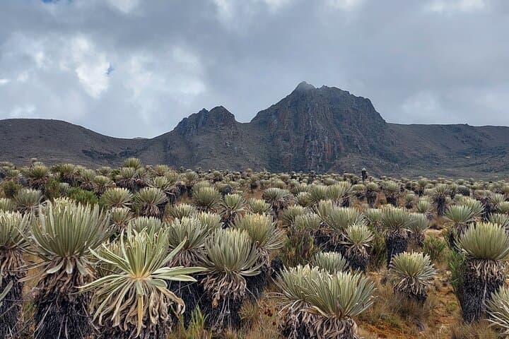 Hike Sumapaz: Exploring the World's Largest Páramo from Bogotá