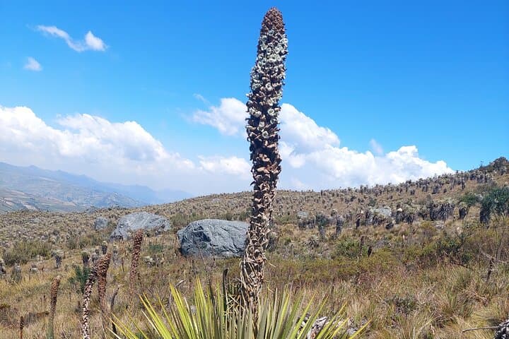 Hike Sumapaz: Exploring the World's Largest Páramo from Bogotá photo 3
