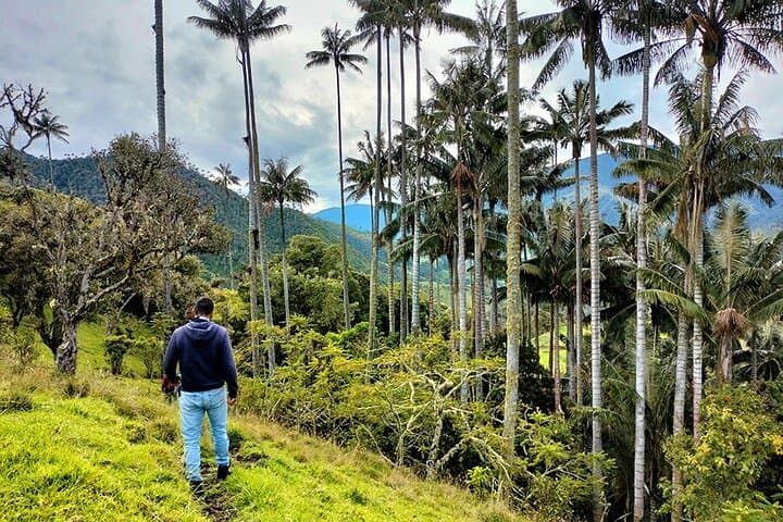 La Carbonera Wax Palm Sanctuary: Salento’s High-Andean Forest Tour photo 2