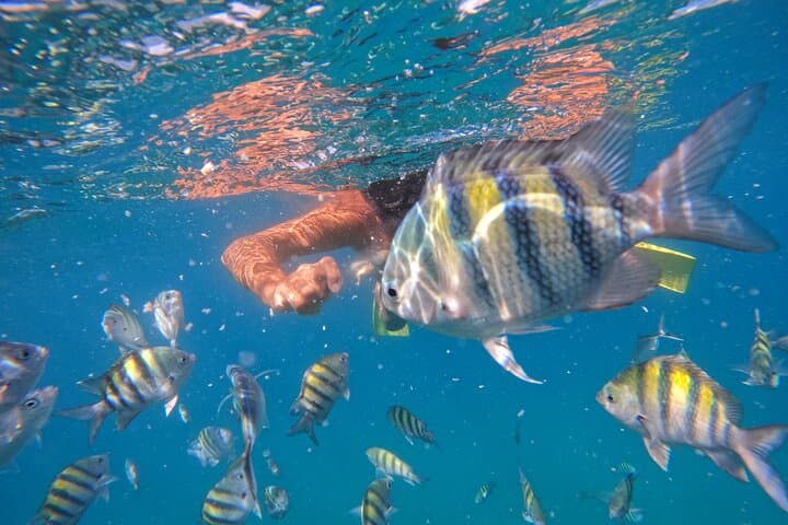 Full-Day Paradise Island Snorkel from Punta Rucia to Cayo Arena photo 4