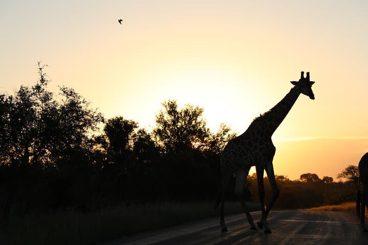 Private Pilanesberg Big 5 Safari: Full-Day Game Drive from Johannesburg photo 5