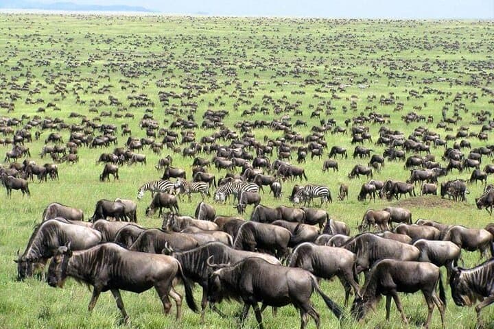 Witness the Wildebeest Migration: 4-Day Masai Mara & Rift Valley Adventure