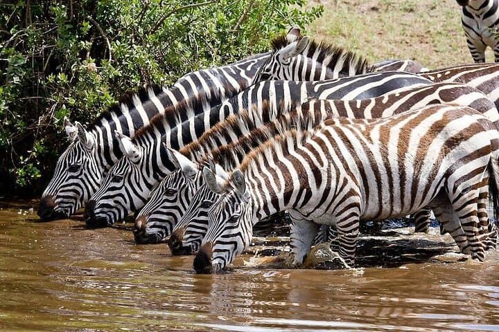 Witness the Wildebeest Migration: 4-Day Masai Mara & Rift Valley Adventure photo 2