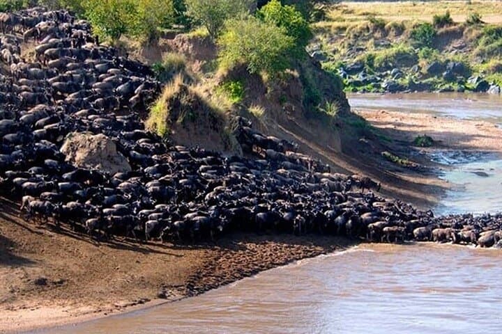Witness the Wildebeest Migration: 4-Day Masai Mara & Rift Valley Adventure photo 5
