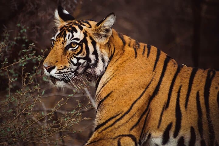 6-Day Golden Triangle Tour & Ranthambore Safari: Delhi, Agra, Jaipur