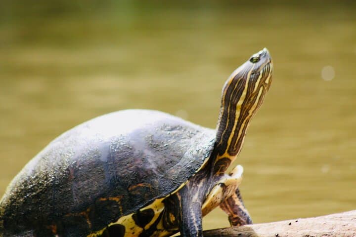 Canoe the Channels of Tortuguero National Park: Guided Canoeing Experience photo 1