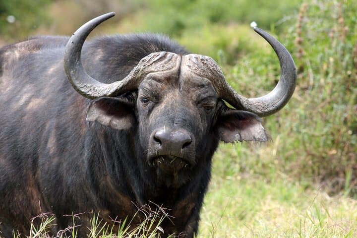 Baviaanskloof Scenic Route: Full-Day Reserve Safari from Port Elizabeth photo 3
