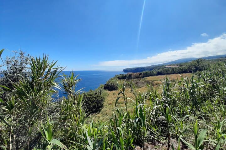 Moinho do Félix Waterfalls Hike and Europe’s Tea Plantation — São Miguel Half-Day photo 4