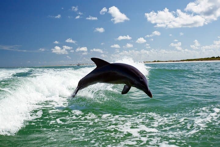 Side Dolphin Island Boat Trip: Swim with Dolphins, Lunch & Coastal Sights