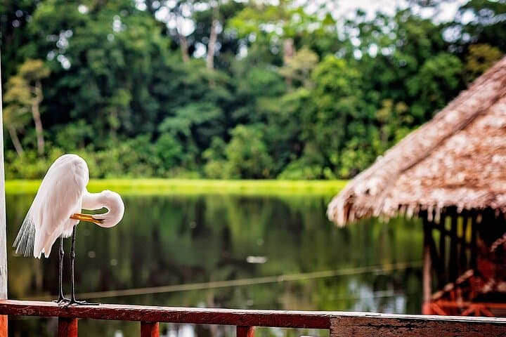 Amazon Eco Treehouse Stay: 4-Day Leticia Jungle Immersion photo 2