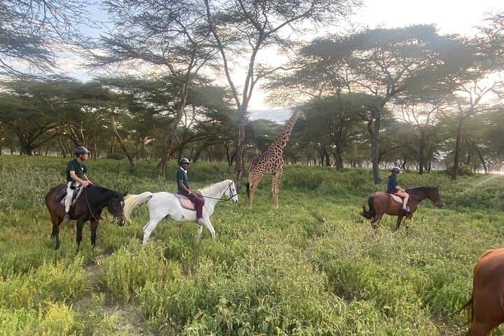 6-Day Nairobi to Amboseli & Maasai Mara Private Semi-Luxury Safari