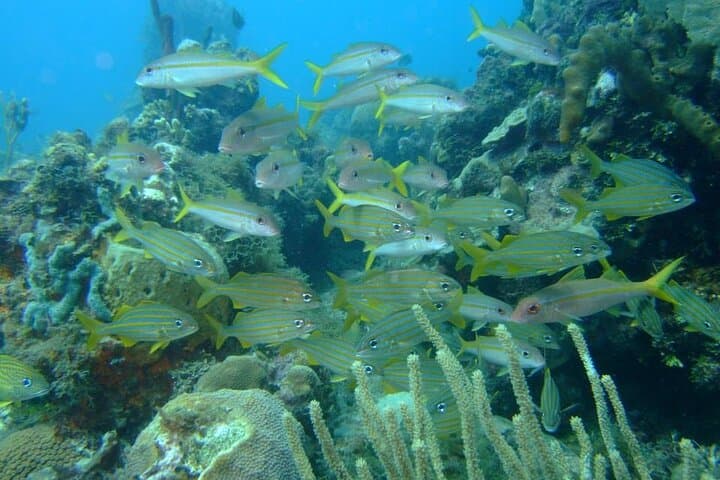 Discover Scuba Diving in Bávaro: PADI Beginner Course in Punta Cana photo 6
