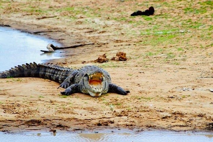 Udawalawe National Park Jeep Safari from Ella — Elephant Encounters & Birdwatching photo 3