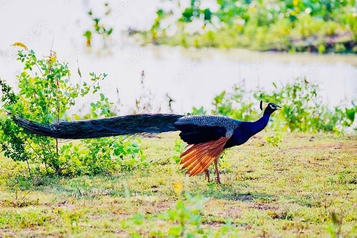 Udawalawe National Park Jeep Safari from Ella — Elephant Encounters & Birdwatching photo 4