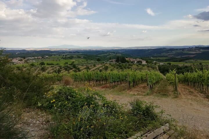 Cycle the Chianti Classico: 4-Hour Guided Bike Tour from Siena photo 2