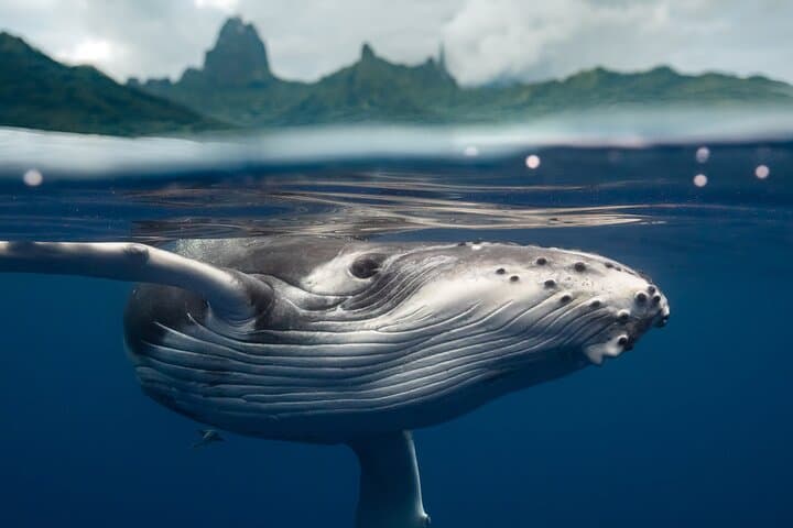 Moorea Half-Day Small-Group Whale Watching: Close Encounters with Humpback Whales photo 3