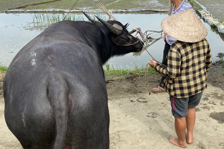 Hoi An Countryside Cycle, Buffalo Ride & Bamboo Basket Boat Experience photo 6