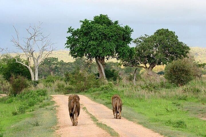 Private Amboseli Overnight Tour: Elephants and Kilimanjaro Views photo 6