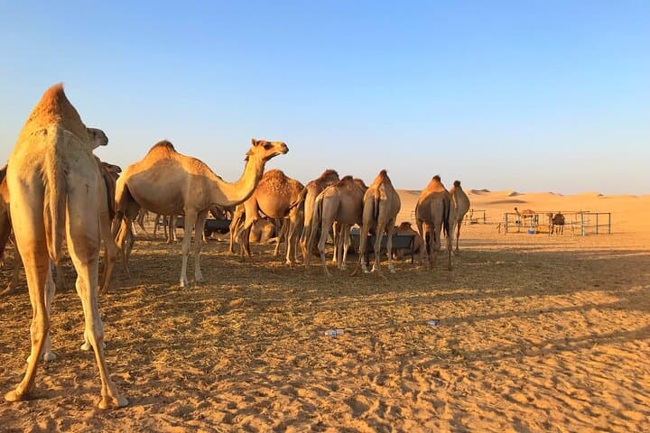 Private Sunrise Desert Safari Abu Dhabi: Dawn Dune Bashing & Camel Rides photo 5