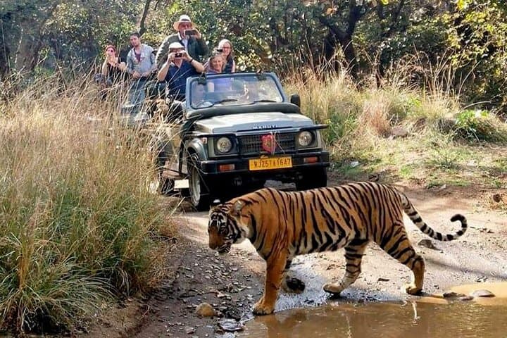 Ranthambore Tiger Safari: Private Day Trip from Jaipur photo 5