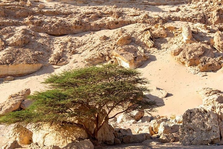 Luxury Desert Safari to the Dry Canyon from Hurghada — Morning & Afternoon Tours photo 2