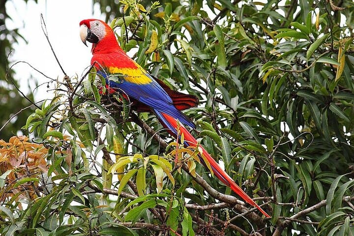 Macaw Sanctuary Side-by-Side Coastal Tour — Sámara, Costa Rica photo 2