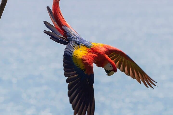 Macaw Sanctuary Side-by-Side Coastal Tour — Sámara, Costa Rica