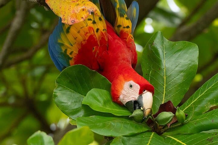 Macaw Sanctuary Side-by-Side Coastal Tour — Sámara, Costa Rica photo 3