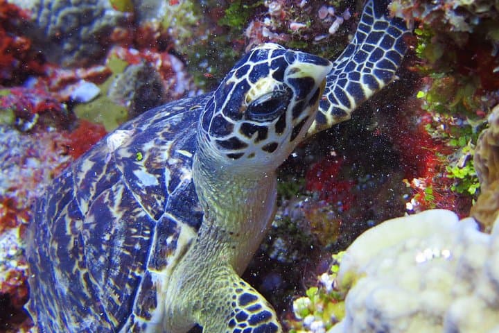 Tulum Turtle & Cenote Snorkeling Adventure — Snorkel Reefs and Swim a Mayan Cenote photo 2