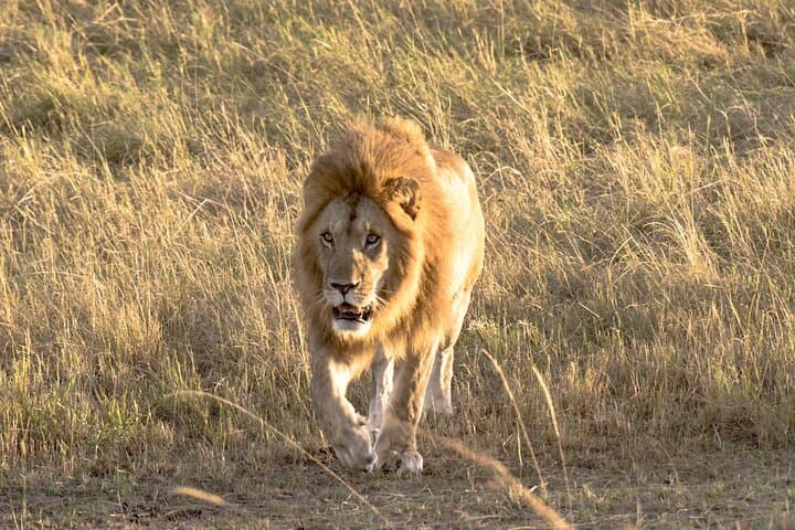 Discover Nairobi’s Unique Urban Safari: National Park, Giraffe Center & Karen Blixen Museum photo 2