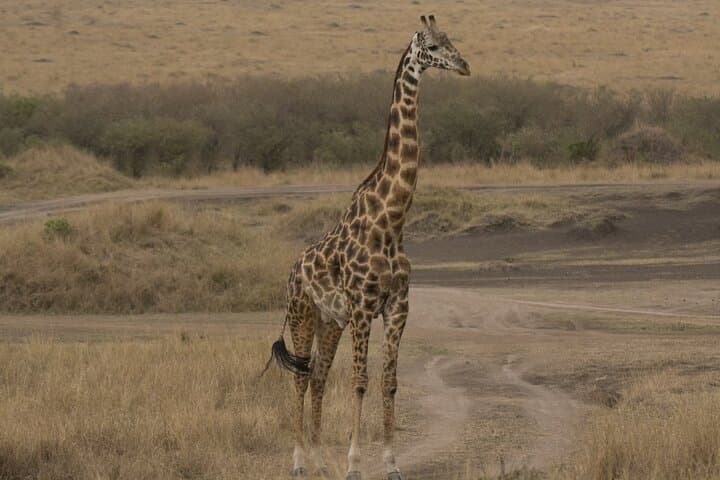 Discover Nairobi’s Unique Urban Safari: National Park, Giraffe Center & Karen Blixen Museum photo 3