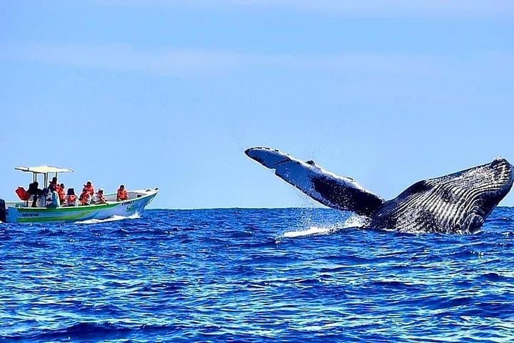 Cabo Whale Watching with Women Crew — Guaranteed Sightings & Free Photos photo 2