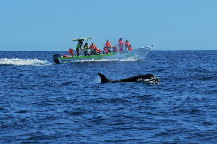 Cabo Whale Watching with Women Crew — Guaranteed Sightings & Free Photos photo 5
