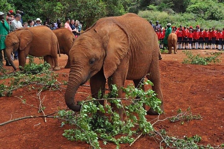 Nairobi Elephant Orphanage and Giraffe Center Day Tour — Up‑Close Wildlife Encounters photo 2