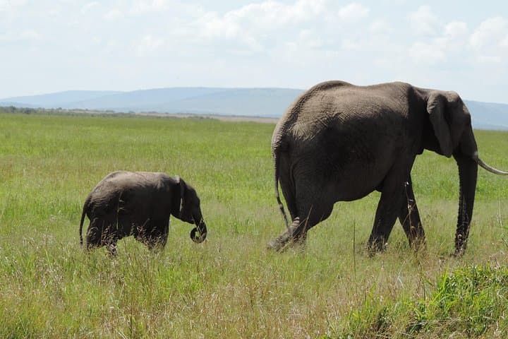 Nairobi Elephant Orphanage and Giraffe Center Day Tour — Up‑Close Wildlife Encounters photo 3