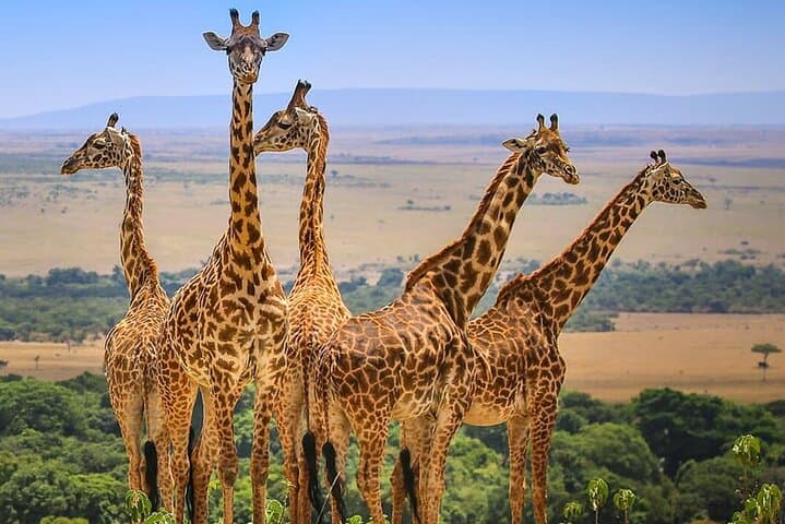 3-Day Maasai Mara Safari: Big Five Game Drives & Migration Highlights photo 2