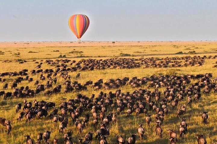 3-Day Maasai Mara Safari: Big Five Game Drives & Migration Highlights photo 4