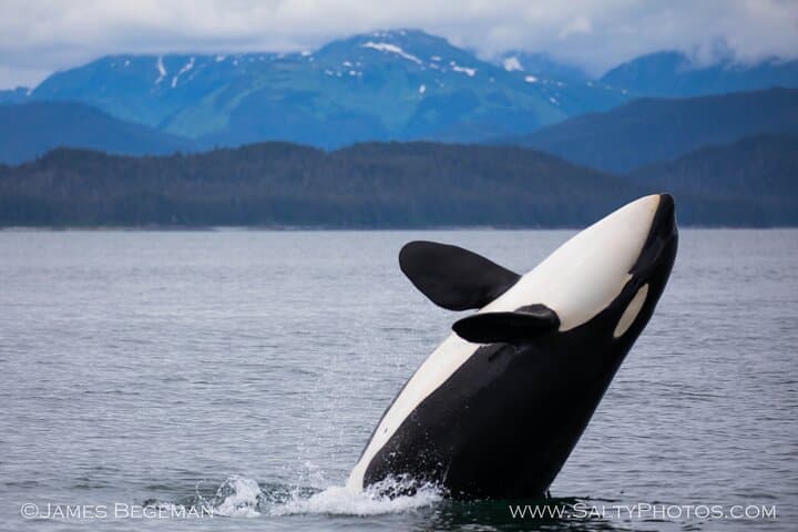Icy Strait Point Whale Watching: Small-Boat Wildlife Cruises from Hoonah