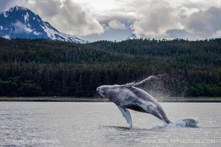 Icy Strait Point Whale Watching: Small-Boat Wildlife Cruises from Hoonah photo 3