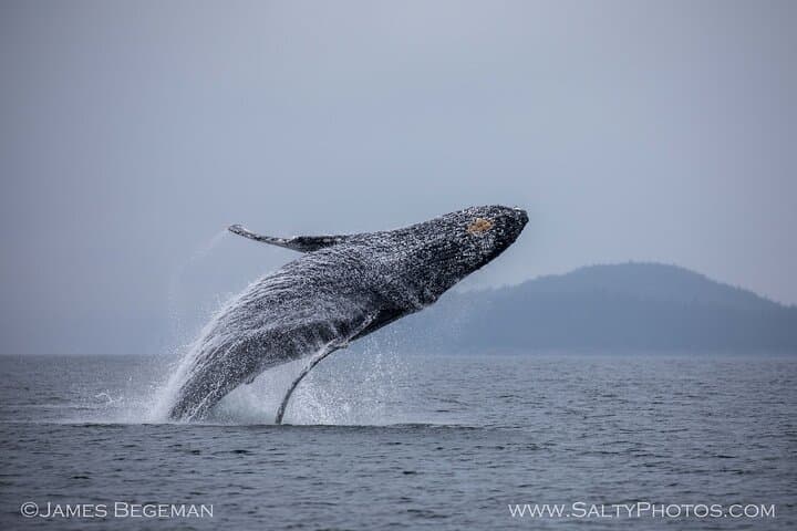 Icy Strait Point Whale Watching: Small-Boat Wildlife Cruises from Hoonah photo 4