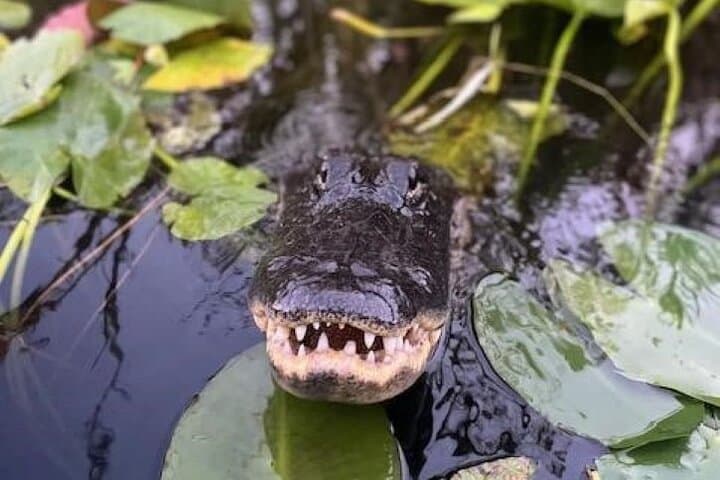 Miami Everglades 60-Minute Private Airboat Tour — Wildlife & Wetland Adventure photo 6