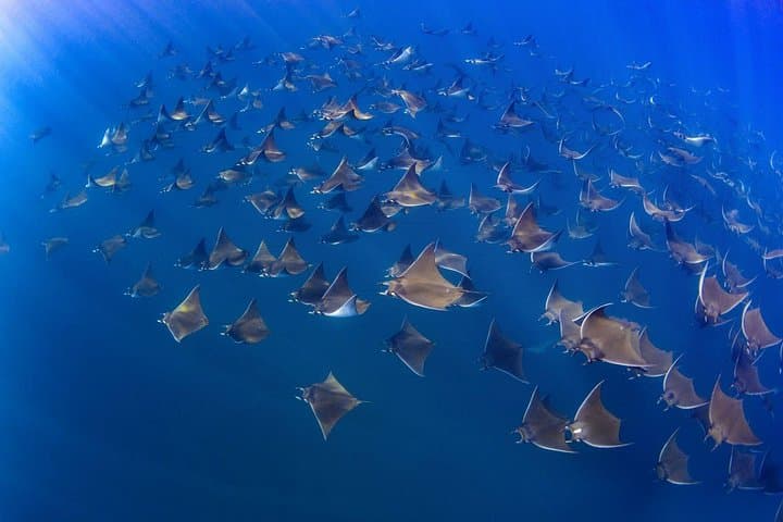 Mobula Ray Ocean Safari to Cerralvo Island — Swim with Massive Ray Squadrons (April–June) photo 2