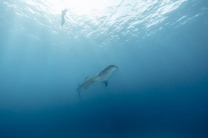 Mobula Ray Ocean Safari to Cerralvo Island — Swim with Massive Ray Squadrons (April–June) photo 4